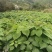 【优质】各种规格毛叶山桐子树苗基地直发保证质量售后