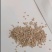 蕃茄种子,贝拉无限生长型,中早熟品种,