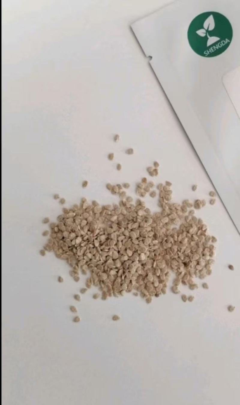 蕃茄种子，贝拉无限生长型，中早熟品种，