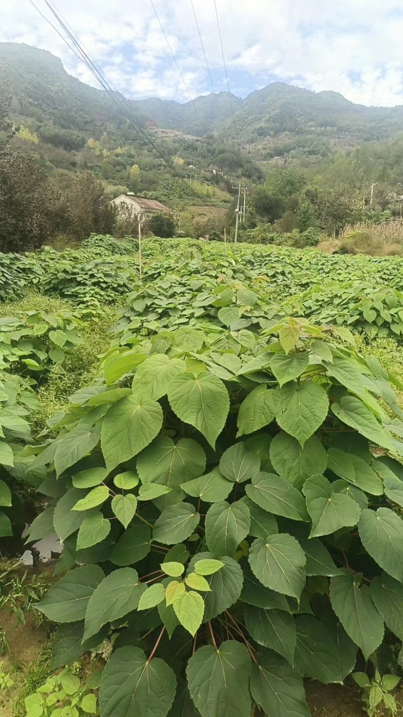 山桐子树苗