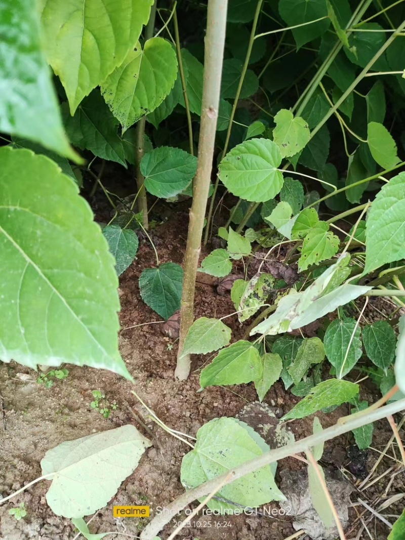 山桐子树苗