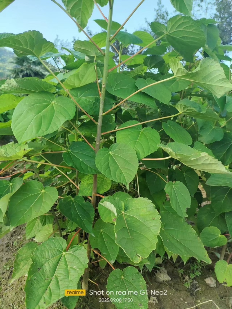 山桐子树苗