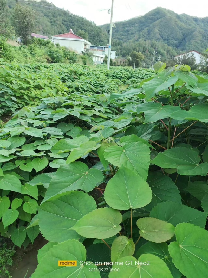 山桐子树苗