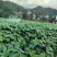 山桐子树苗