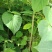 【推荐】毛叶山桐子苗陕西汉中基地直供一手货源价优质好
