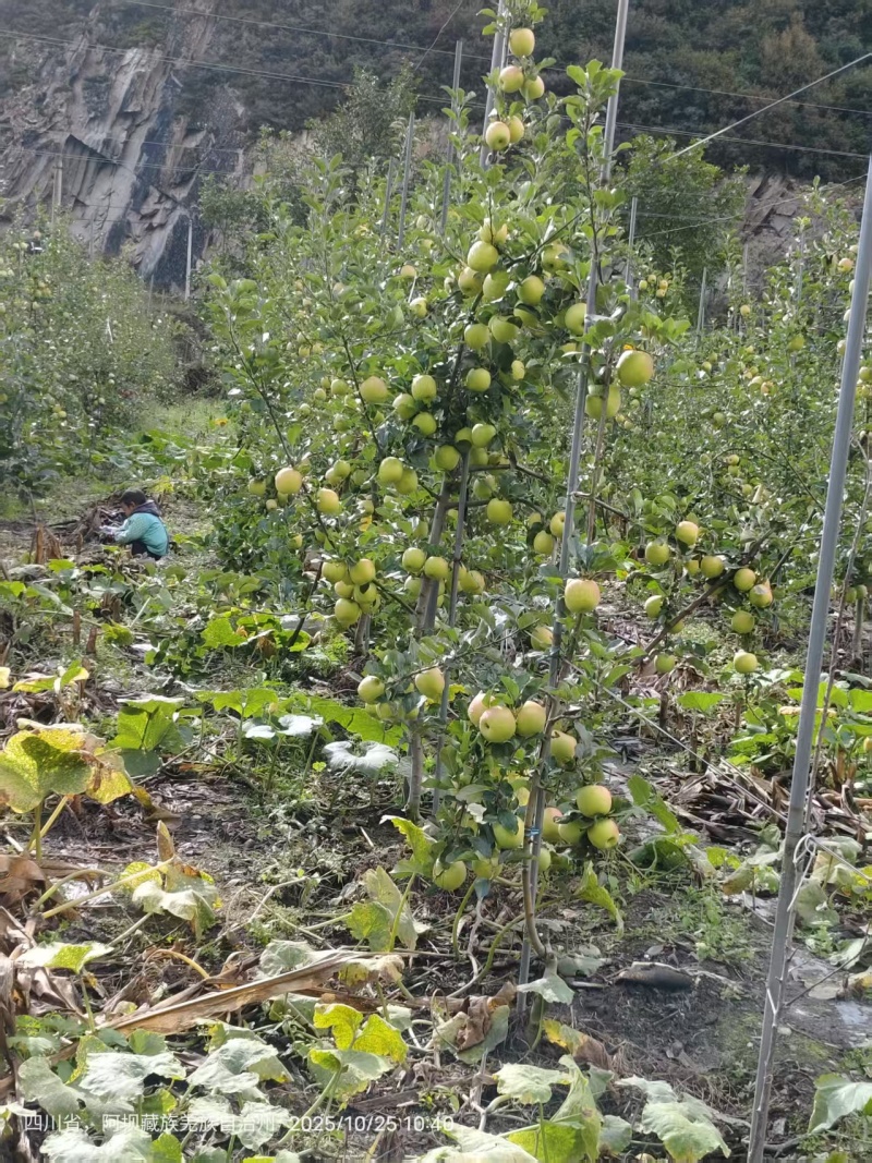 汶川-茂县-理县-瑞雪瑞香红-秦脆-黄金维纳斯苹果