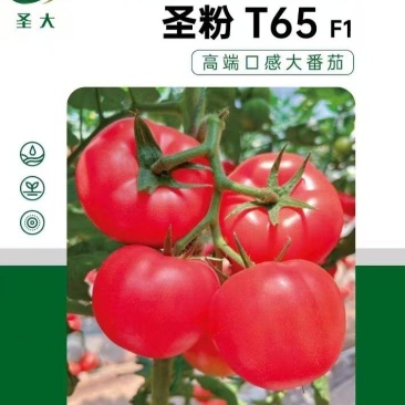 蕃茄种子，圣粉T65F1中早熟品种，