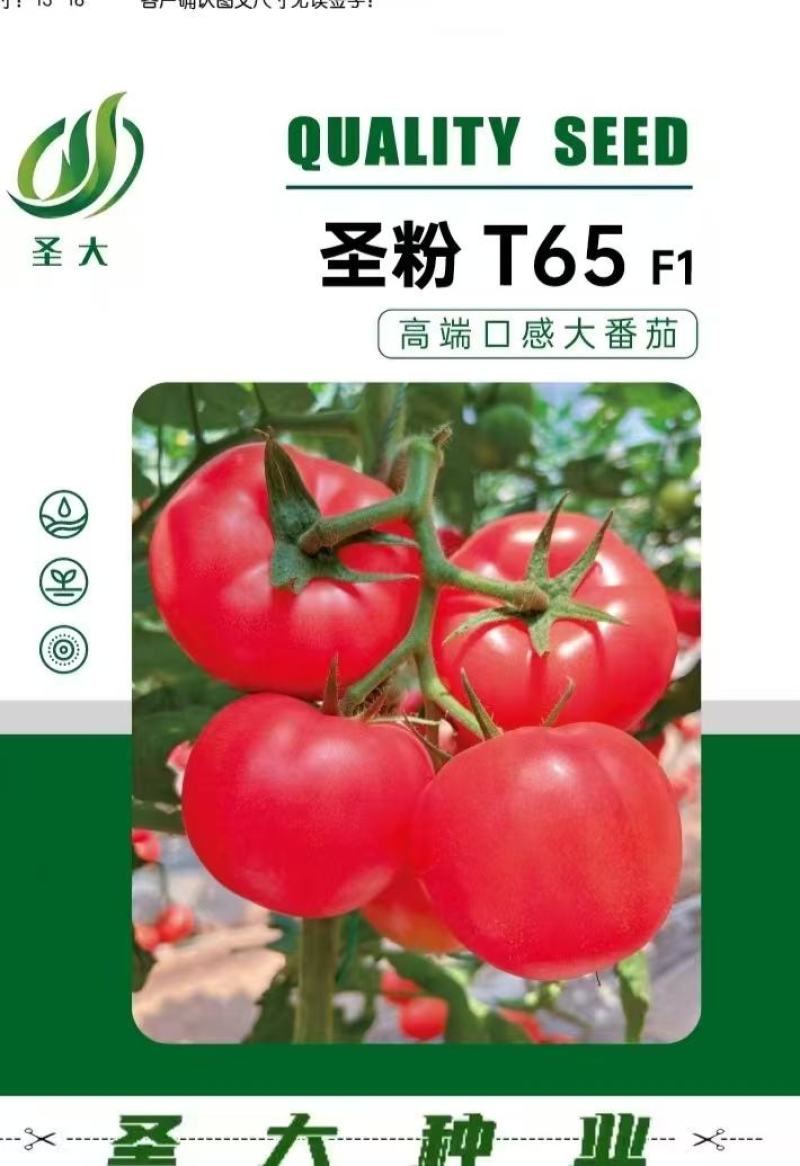 蕃茄种子，圣粉T65F1中早熟品种，