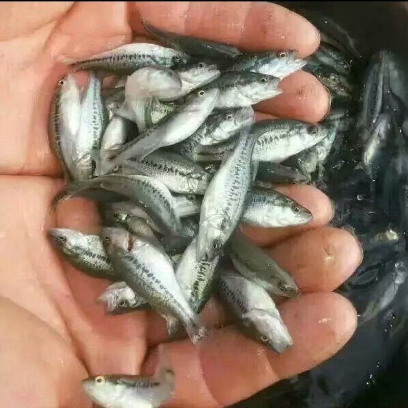 鲈鱼苗大量上市成功率高价格优惠欢迎来电洽谈