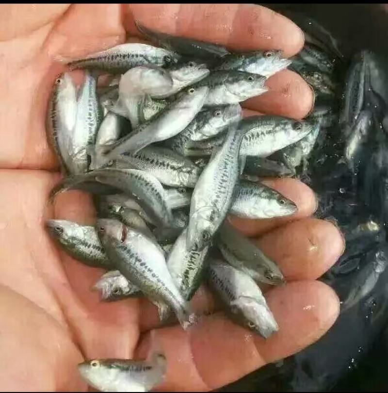 鲈鱼苗大量上市成功率高价格优惠欢迎来电洽谈