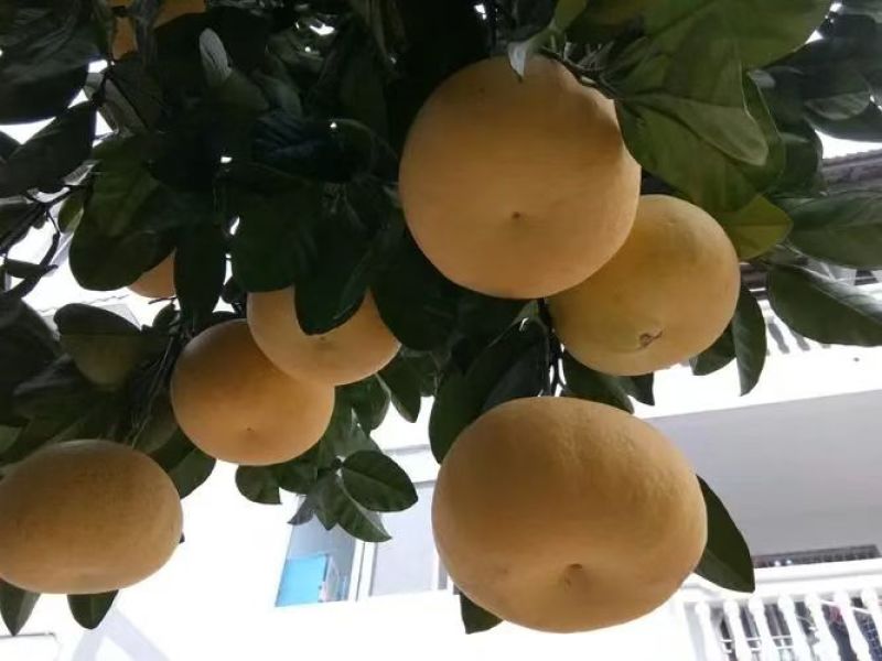 低价批发重庆梁平柚子自家果园，果型饱满，外观好看。