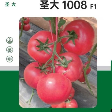 蕃茄种子,圣大1008F1长势旺盛,早熟品种,