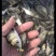 花鲢鱼苗大量供货成活率高支持视频看货欢迎来电洽谈