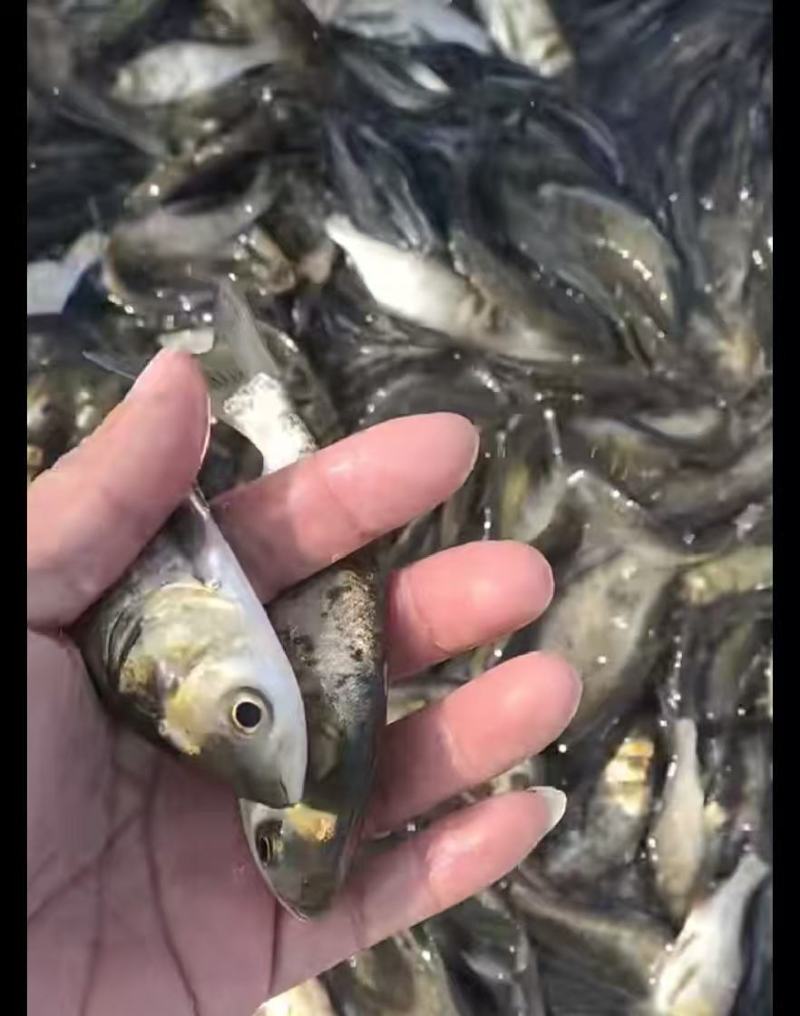 花鲢鱼苗大量供货成活率高支持视频看货欢迎来电洽谈