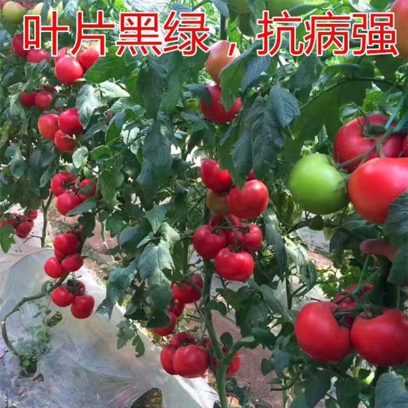 蕃茄种子，圣大1008F1长势旺盛，早熟品种，