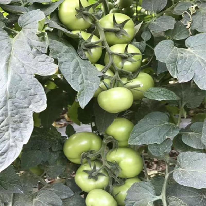 蕃茄种子，圣大1008F1长势旺盛，早熟品种，