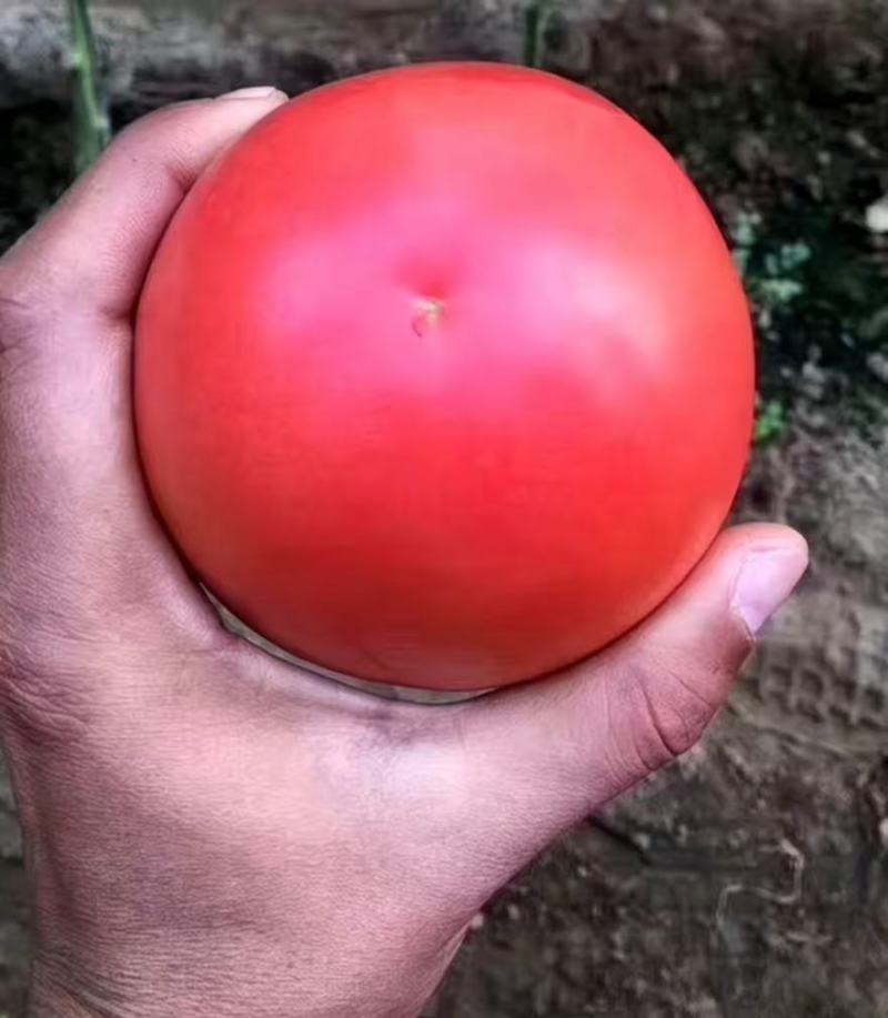 蕃茄种子，圣大1008F1长势旺盛，早熟品种，