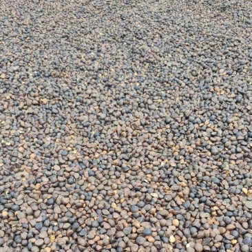 湖南野生茶仔籽已晒干出油率高源产地直供批发
