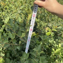 精品油茶苗江西高产长林系列油茶苗基地批发量大从优