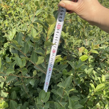 精品油茶苗江西高产长林系列油茶苗基地批发量大从优