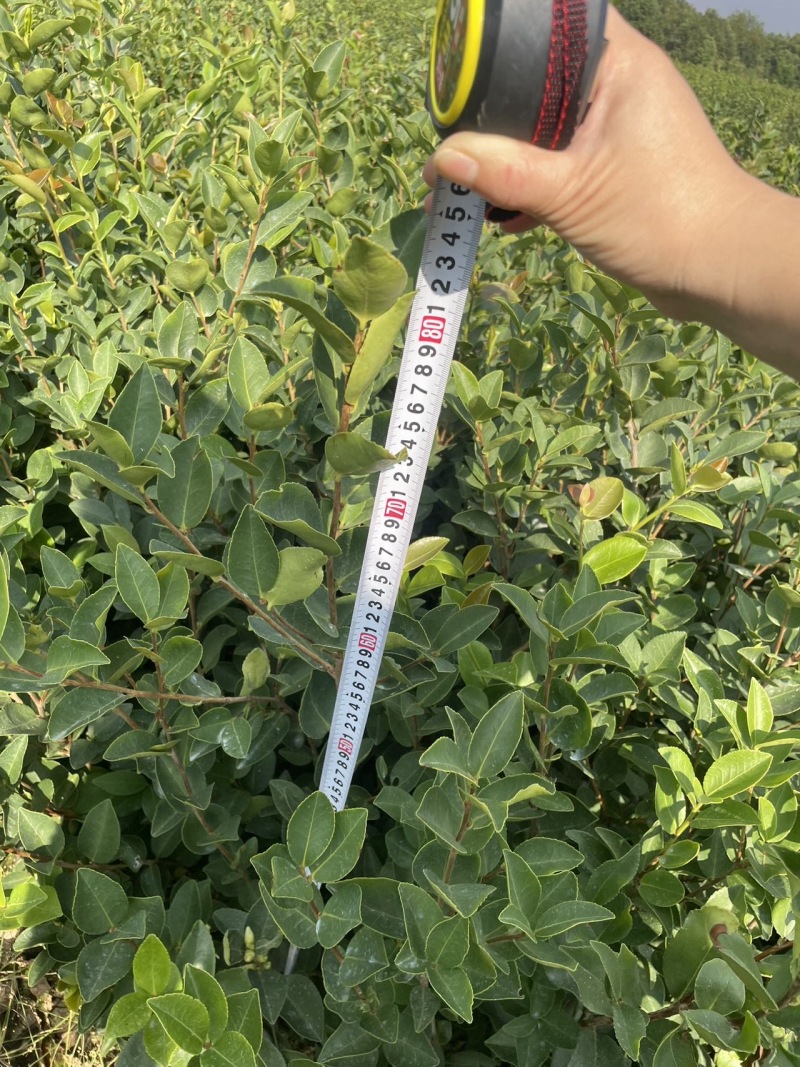精品油茶苗江西高产长林系列油茶苗基地批发量大从优