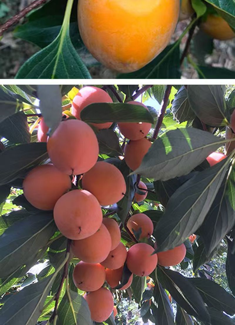 《火葫芦柿子》山西基地直发对接商超团购电商一条龙服务