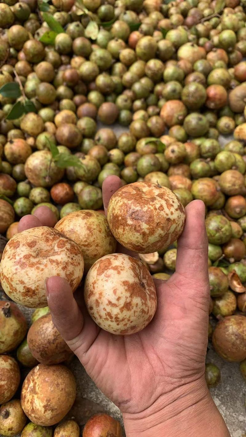 广西茶籽秋分籽自然晒干手剥籽茶籽油茶果山茶籽