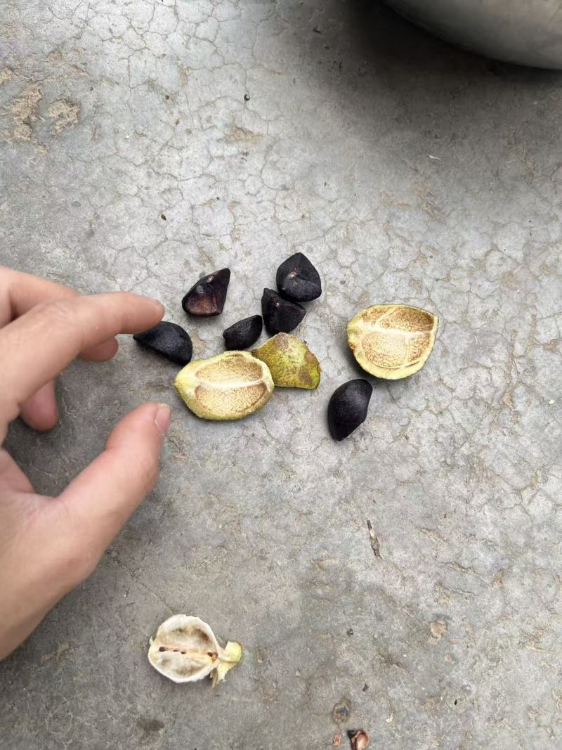 广西茶籽秋分籽自然晒干手剥籽茶籽油茶果山茶籽