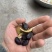 广西茶籽秋分籽自然晒干手剥籽茶籽油茶果山茶籽