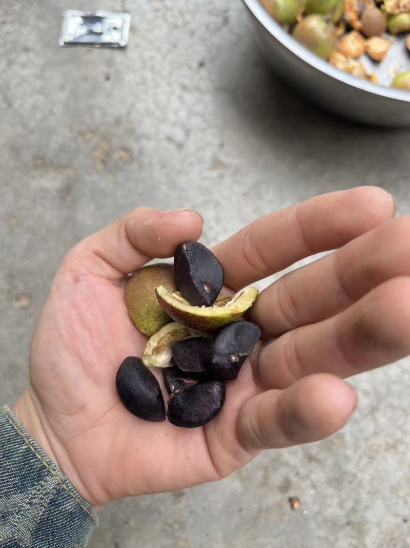 广西茶籽秋分籽自然晒干手剥籽茶籽油茶果山茶籽