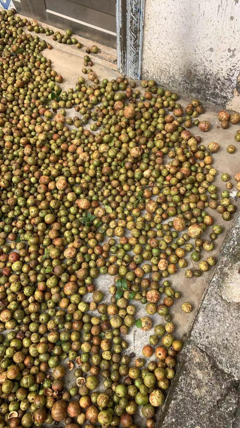 广西茶籽秋分籽自然晒干手剥籽茶籽油茶果山茶籽