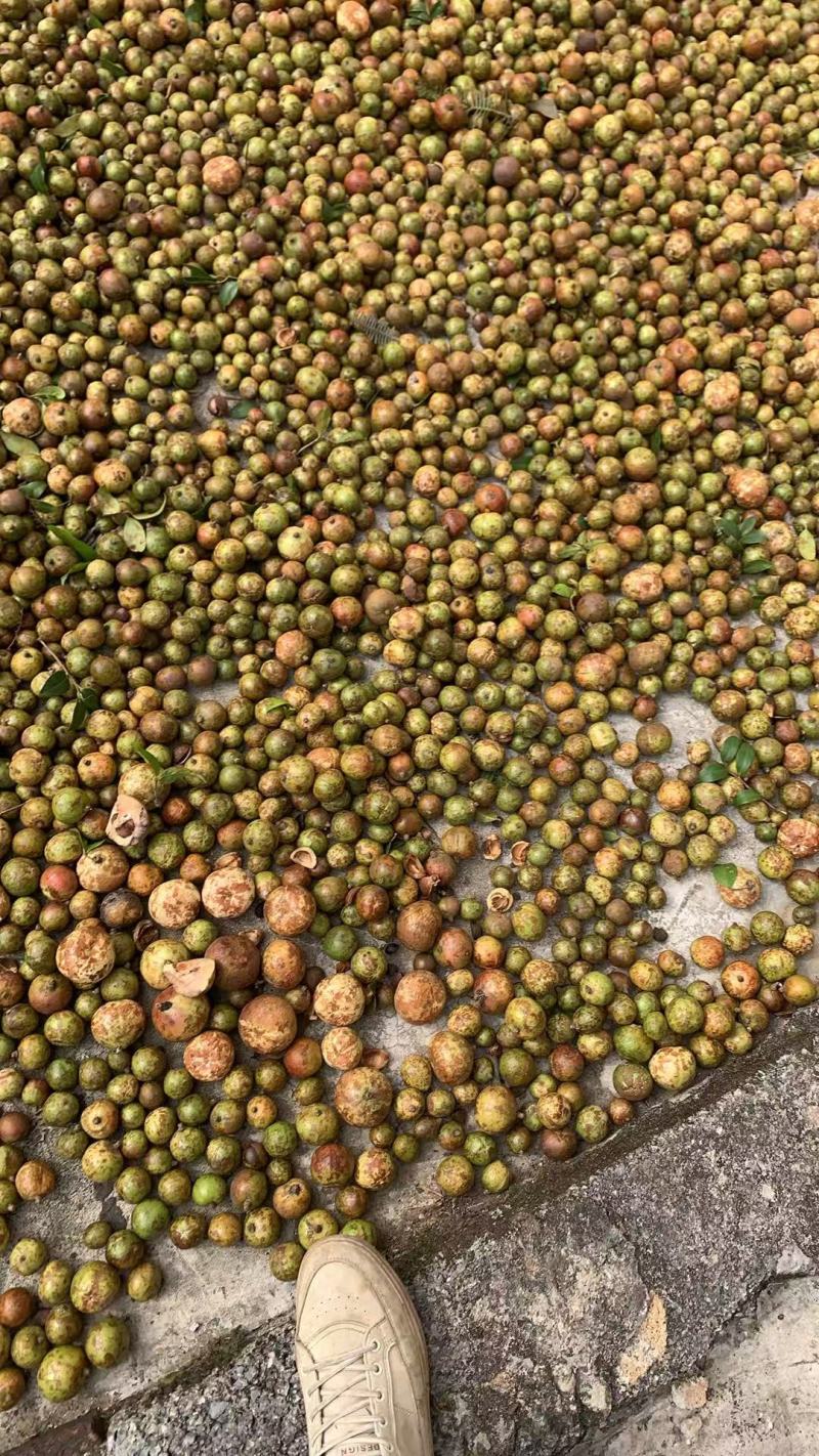 广西茶籽秋分籽自然晒干手剥籽茶籽油茶果山茶籽