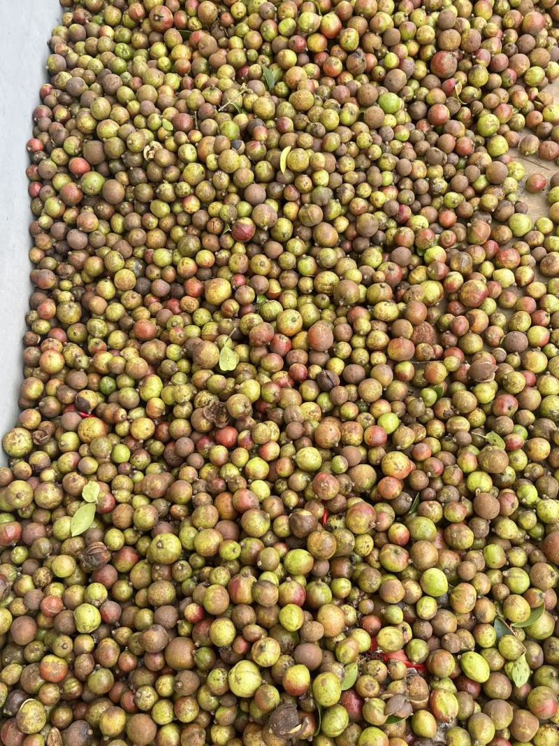 广西茶籽秋分籽自然晒干手剥籽茶籽油茶果山茶籽