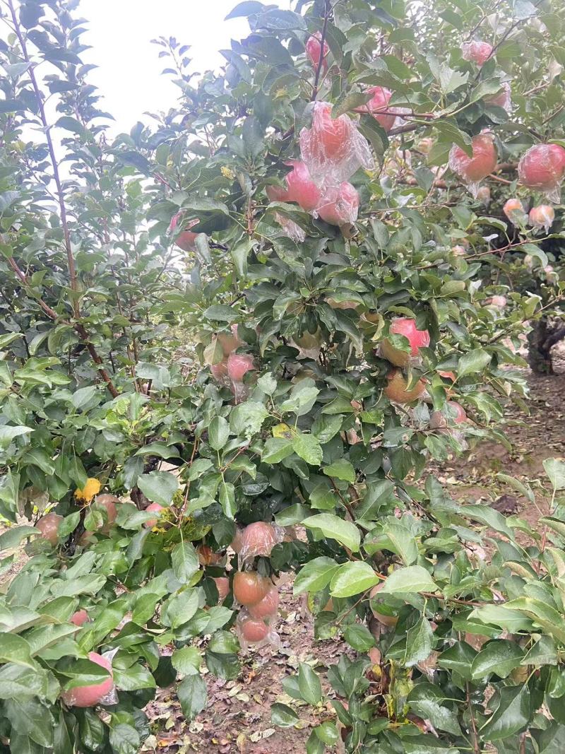 红富士苹果产地直采