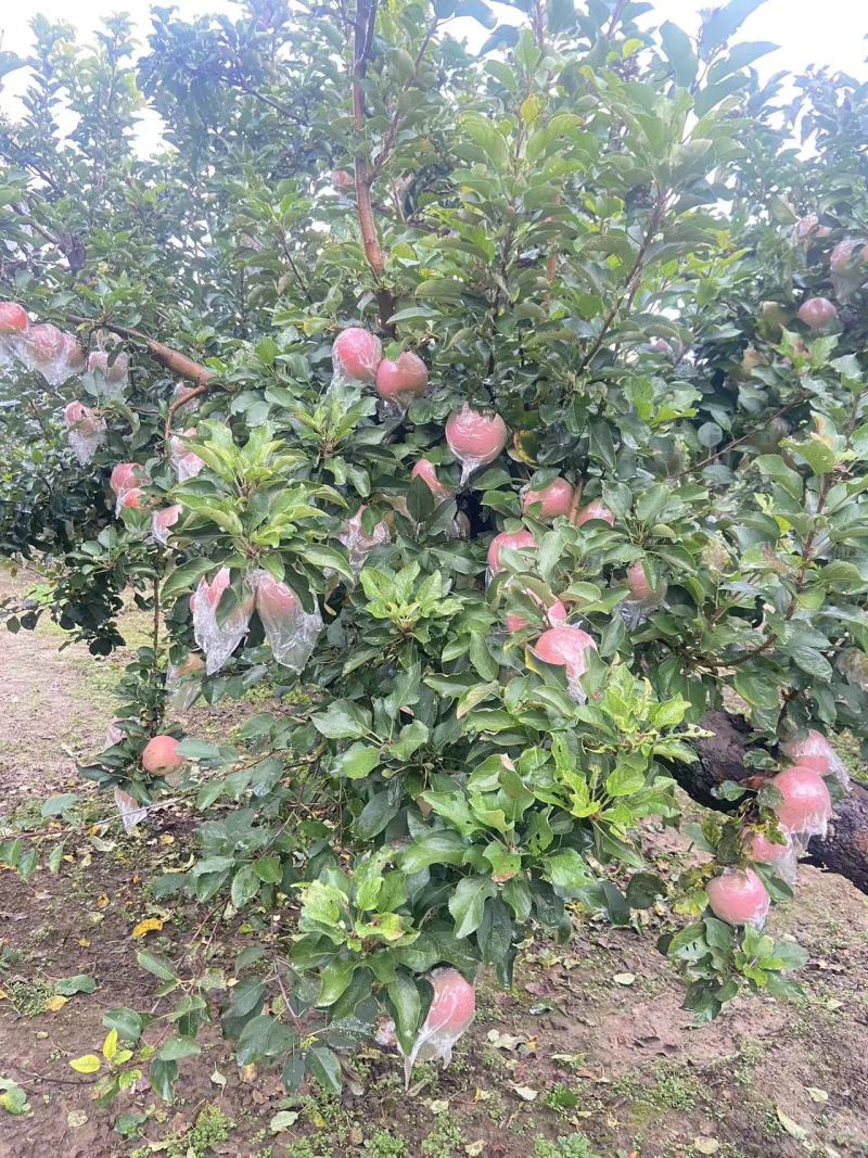 红富士苹果产地直采