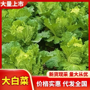 【热卖】汝州市大白菜新鲜上市新货现采量大从优欢迎电联