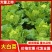 【热卖】汝州市大白菜新鲜上市新货现采量大从优欢迎电联