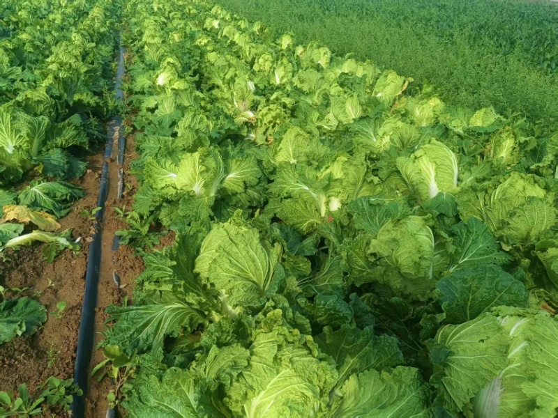 【热卖】汝州市大白菜新鲜上市新货现采量大从优欢迎电联