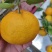 湖北高山蜜橘