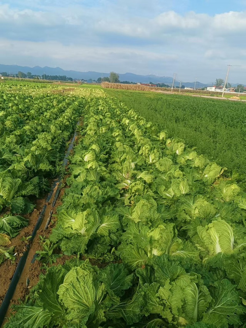 【热卖】汝州市大白菜新鲜上市新货现采量大从优欢迎电联