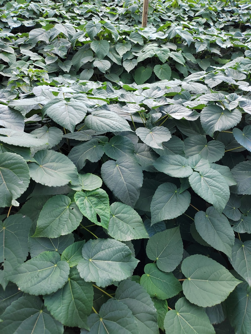 【推荐】山桐子树苗无纺布袋苗成活率高量大价优