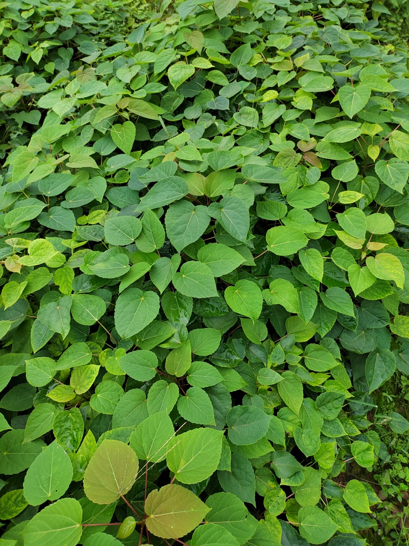 【推荐】山桐子树苗无纺布袋苗成活率高量大价优