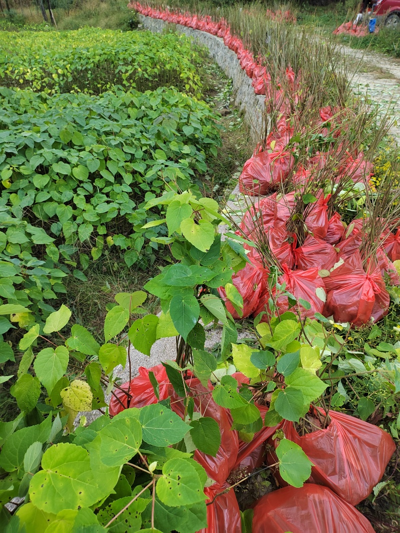 【推荐】山桐子树苗无纺布袋苗成活率高量大价优