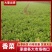 【热卖】汝州市香菜当季新货价格实惠货源充足欢迎电联