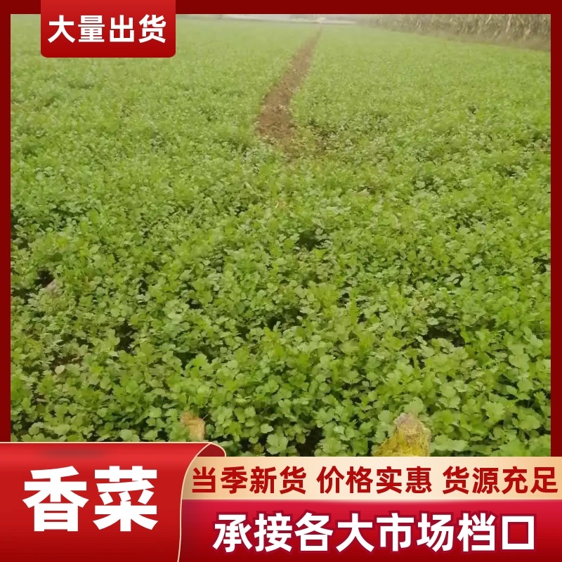 【热卖】汝州市香菜当季新货价格实惠货源充足欢迎电联