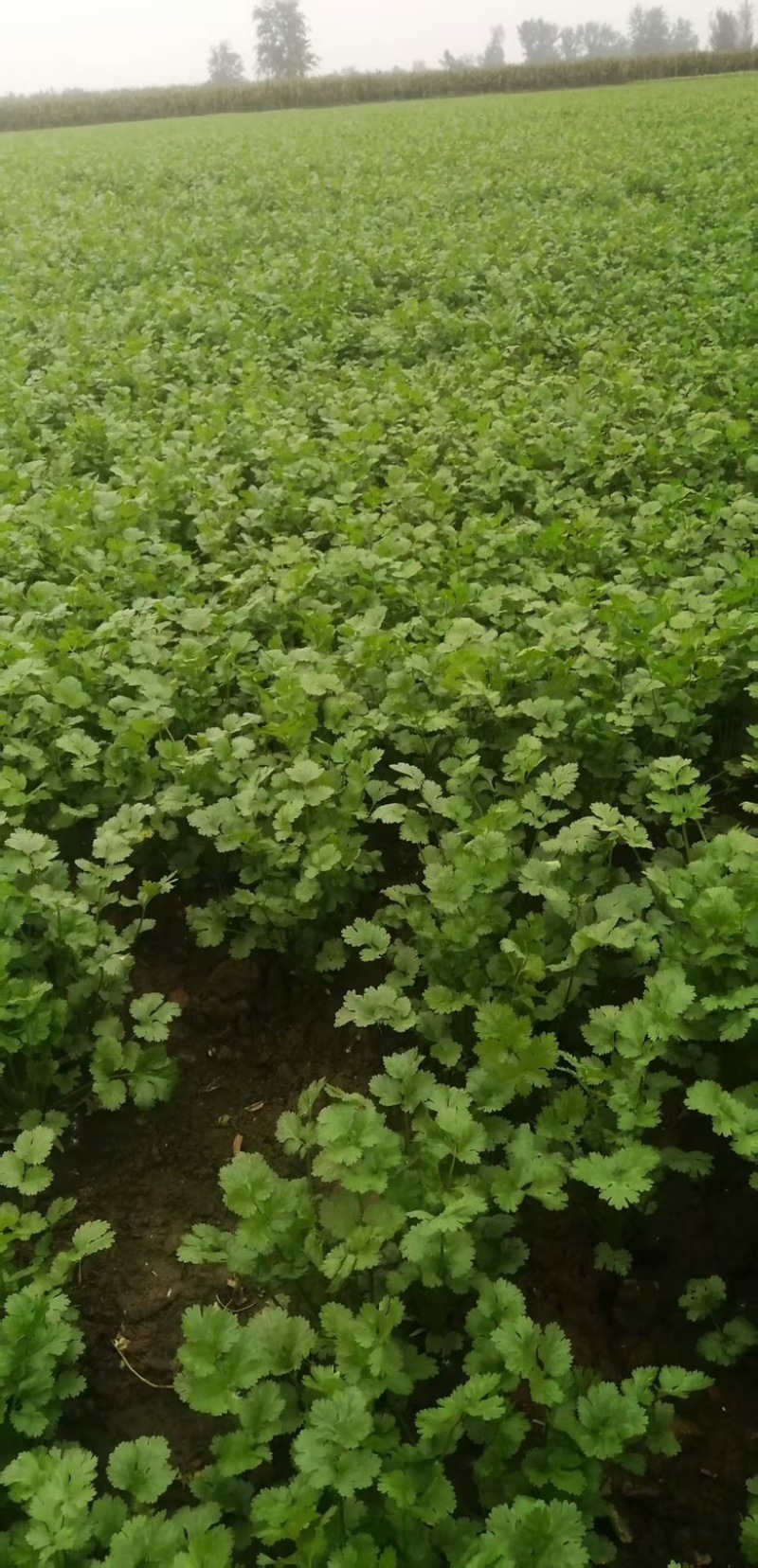 【热卖】汝州市香菜当季新货价格实惠货源充足欢迎电联