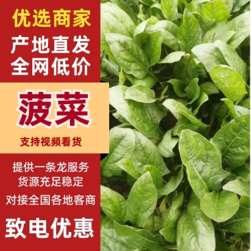 【热卖】汝州市菠菜大量上市产地直发量大从优欢迎电联