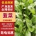 【热卖】汝州市菠菜大量上市产地直发量大从优欢迎电联