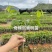 广东电白正宗奇楠沉香树苗基地直发带土带叶欢迎随时订购