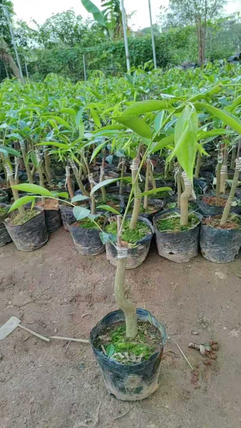 广东电白正宗奇楠沉香树苗基地直发带土带叶欢迎随时订购